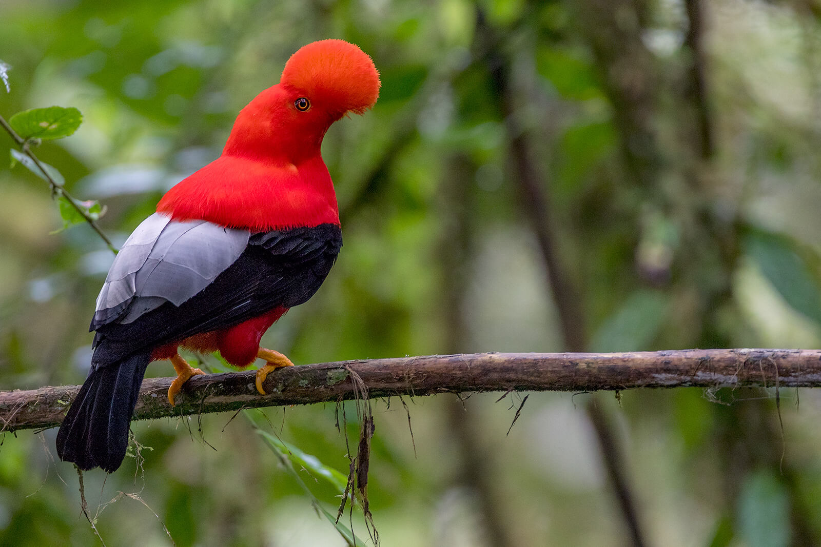 cock of the rocks
